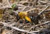 Andrena nitida